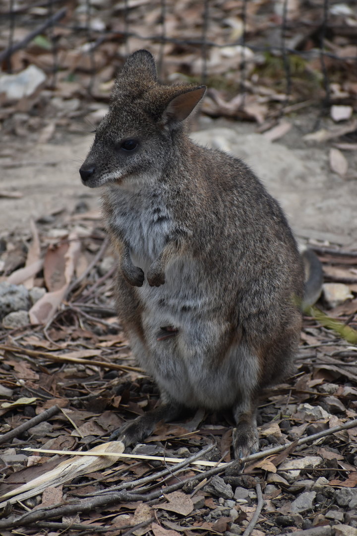 Parma Wallaby - Notamacropus parma