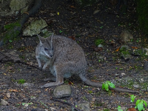 Parma wallaby (Notamacropus parma)