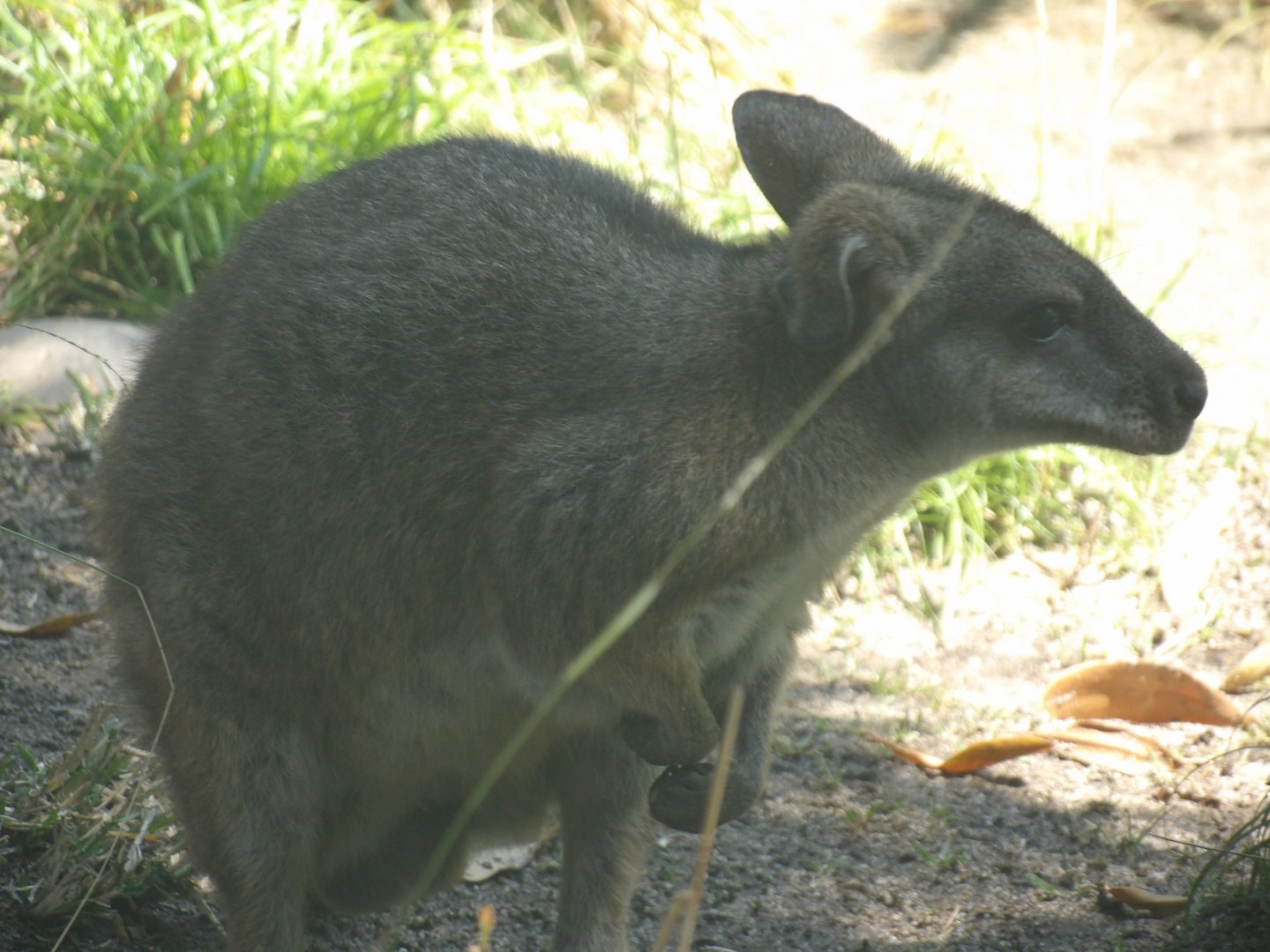 Parma Wallaby(Notamacropus parma)
