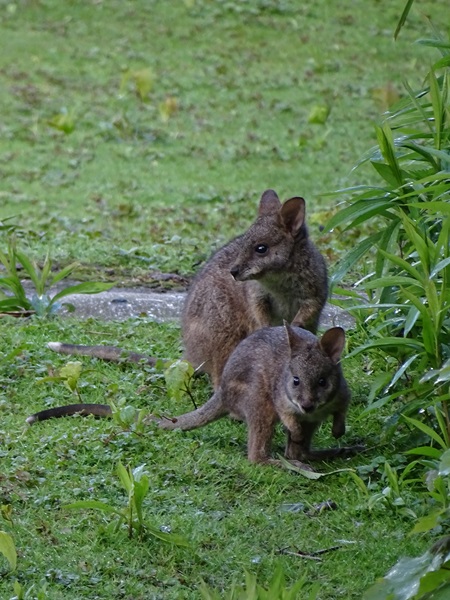 Parma wallaby (Notamacropus parma)