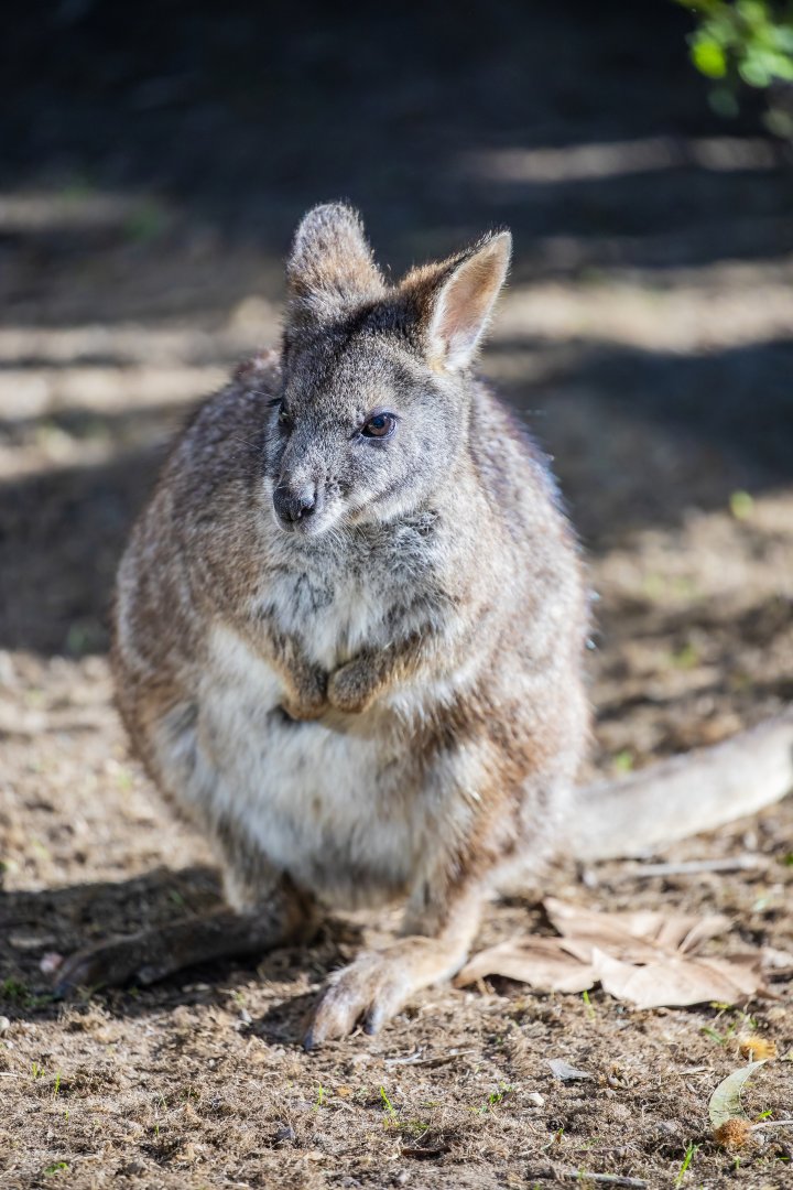 Parma wallaby (Notamacropus parma)