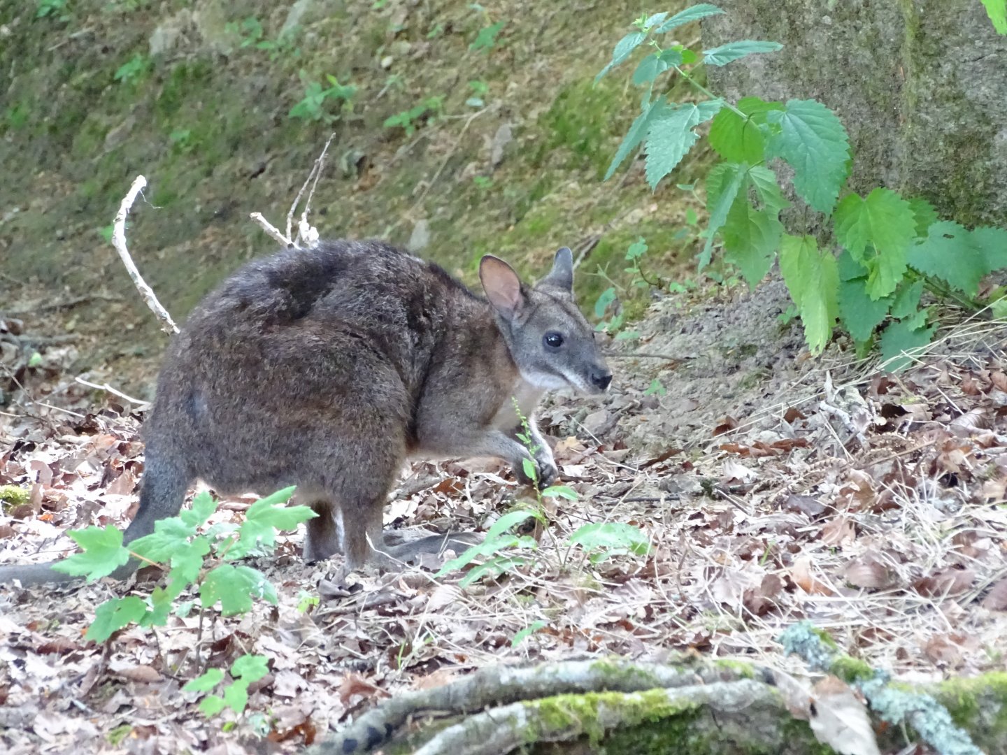 Parma wallaby (Notamacropus parma)