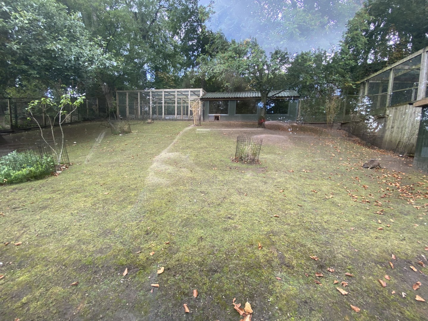 Parma wallaby outdoor enclosure