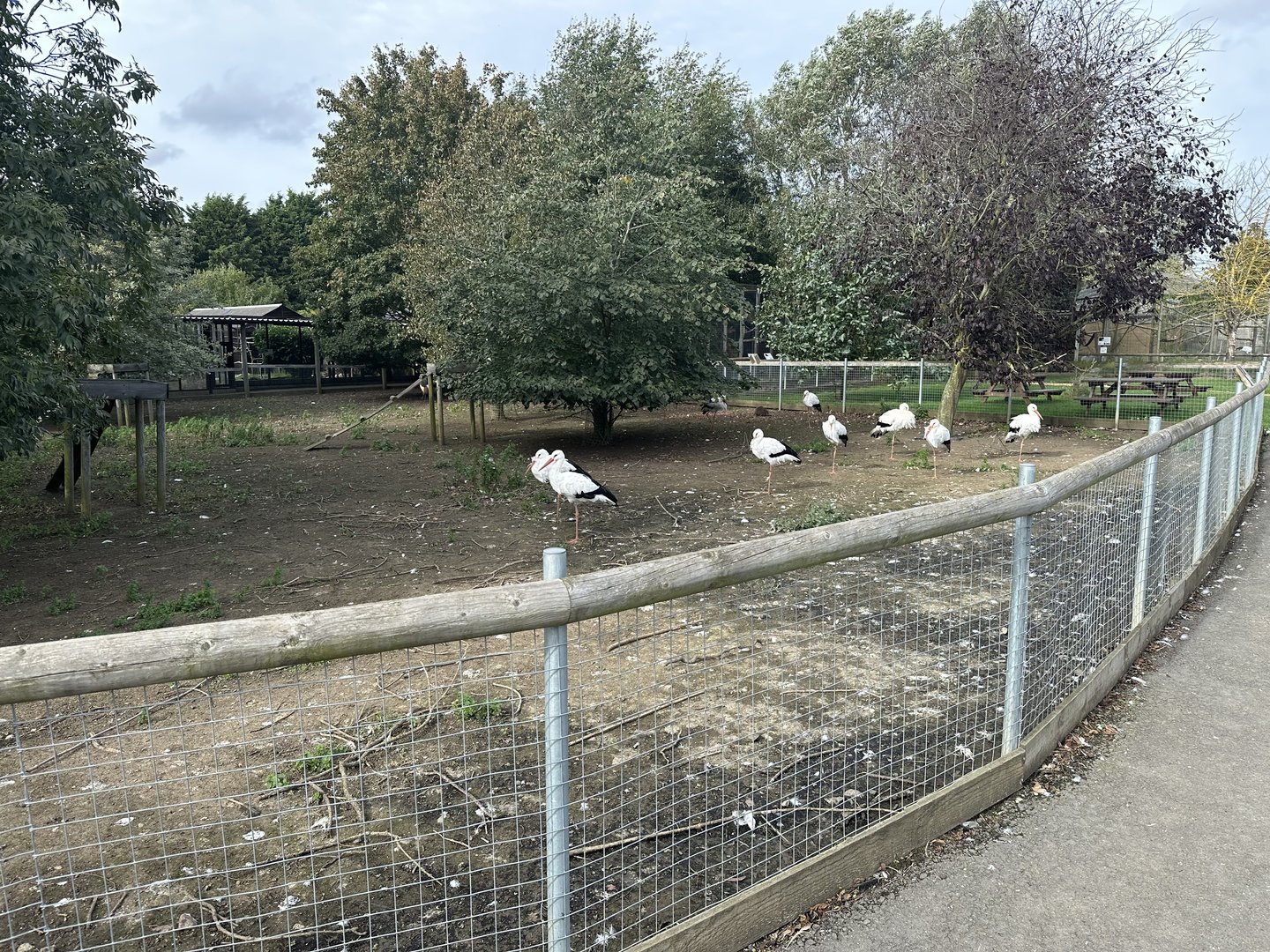 Parma Wallaby / White Stork Enclosure at Hamerton Zoo Park (October 2023)