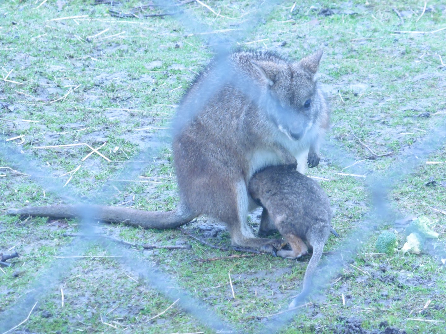 Parma Wallaby with joey