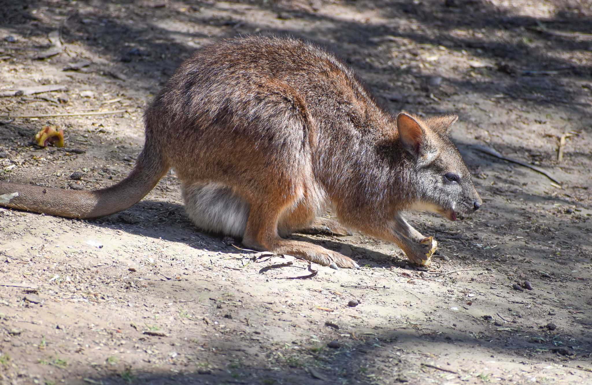 Parma Wallaby with pouch young