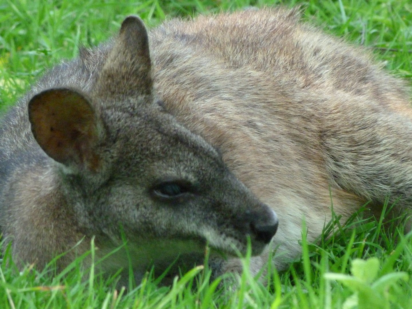 Parma wallaby -Zoo d'Asson (2025)