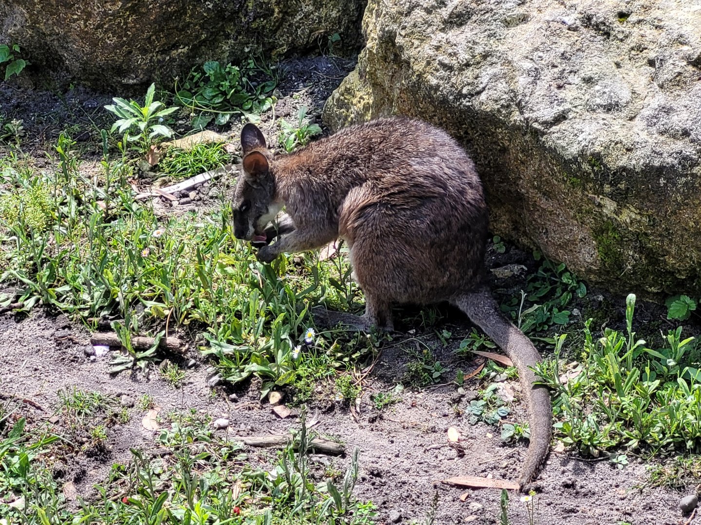 Parma wallaby -Zoo du bassin d'Arcachon (2024)