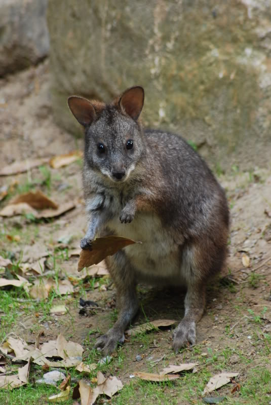 Parma wallaby