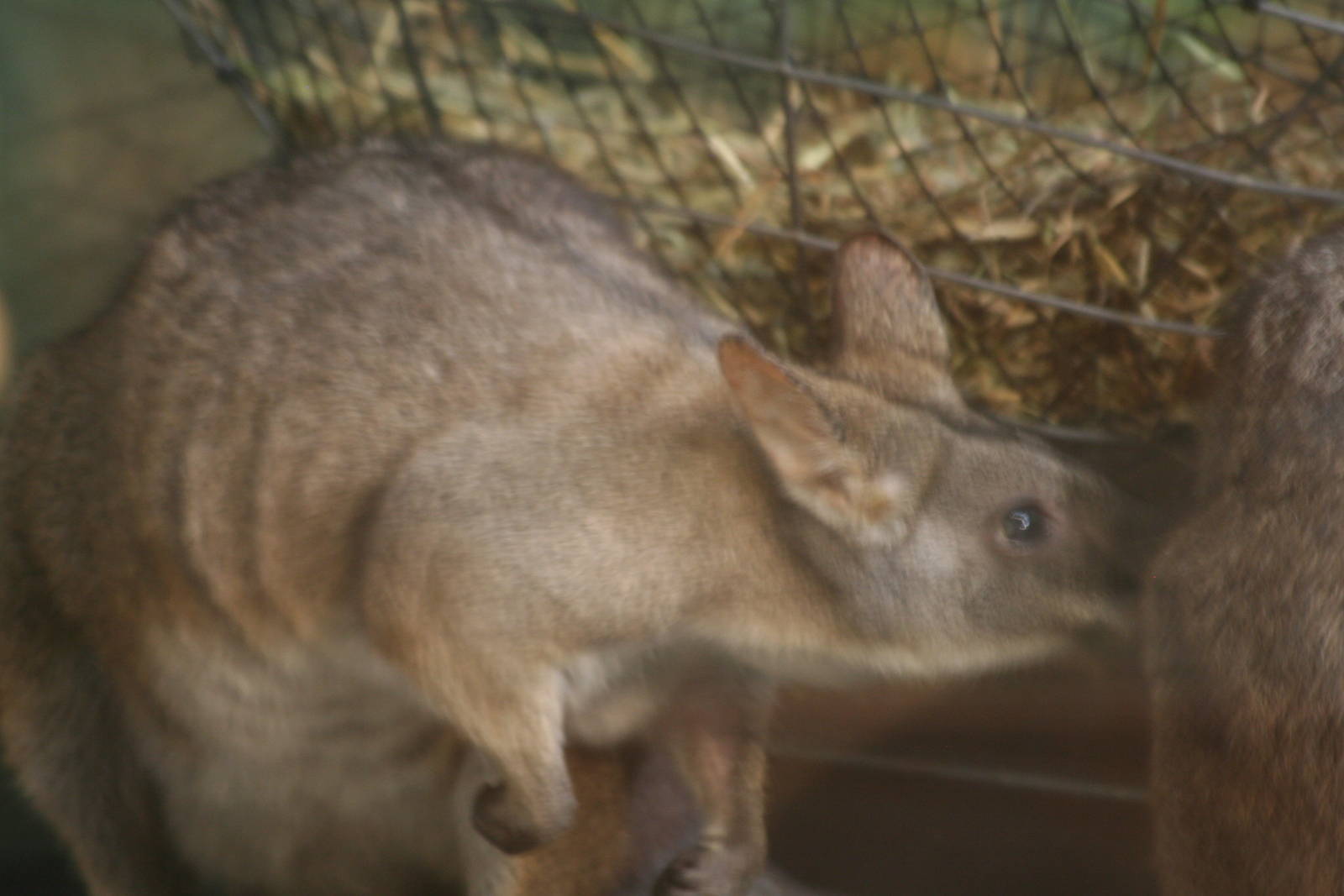 Parma Wallaby