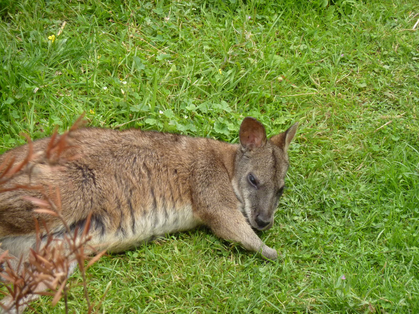 Parma wallaby