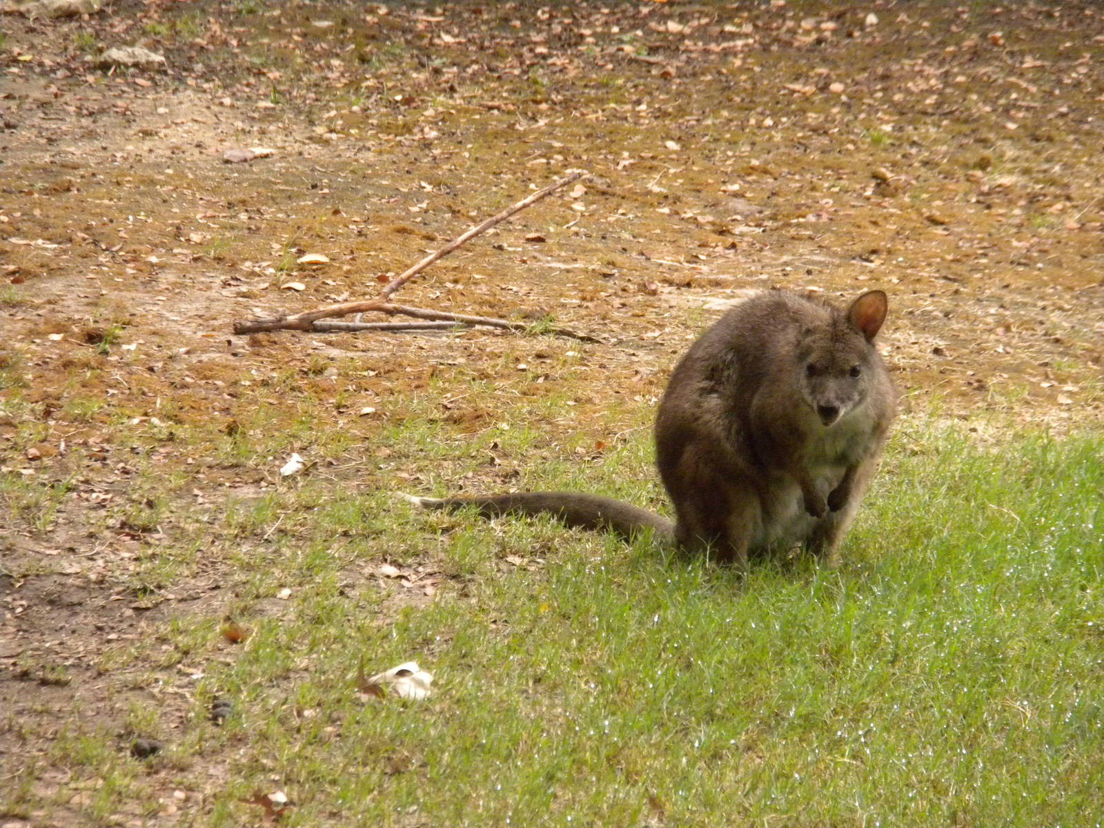 Parma Wallaby
