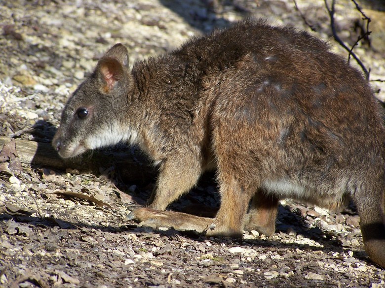 parma wallaby