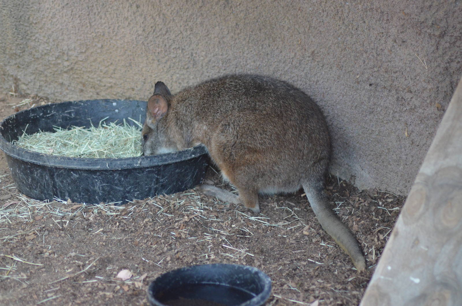 Parma Wallaby