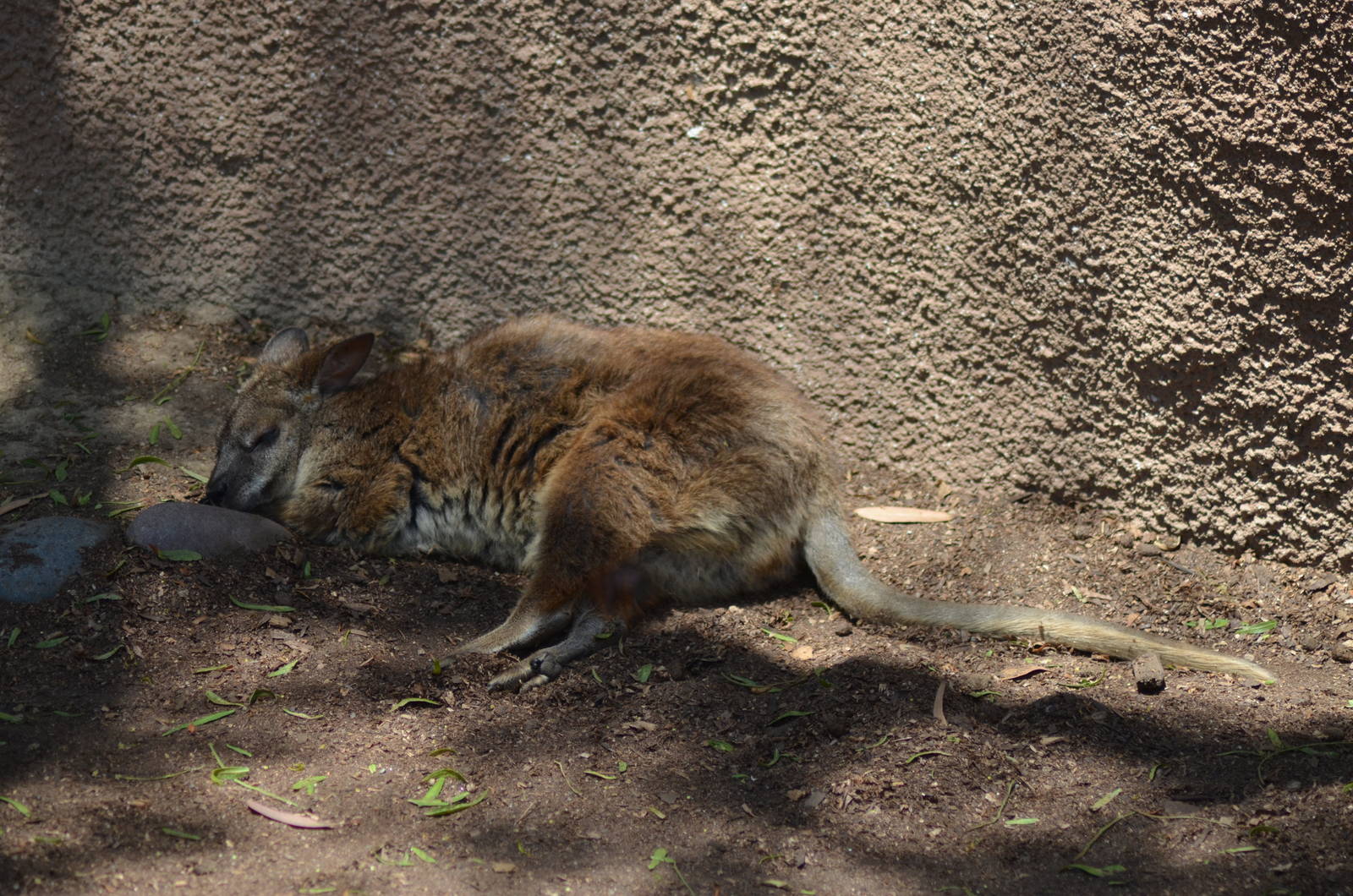 Parma Wallaby