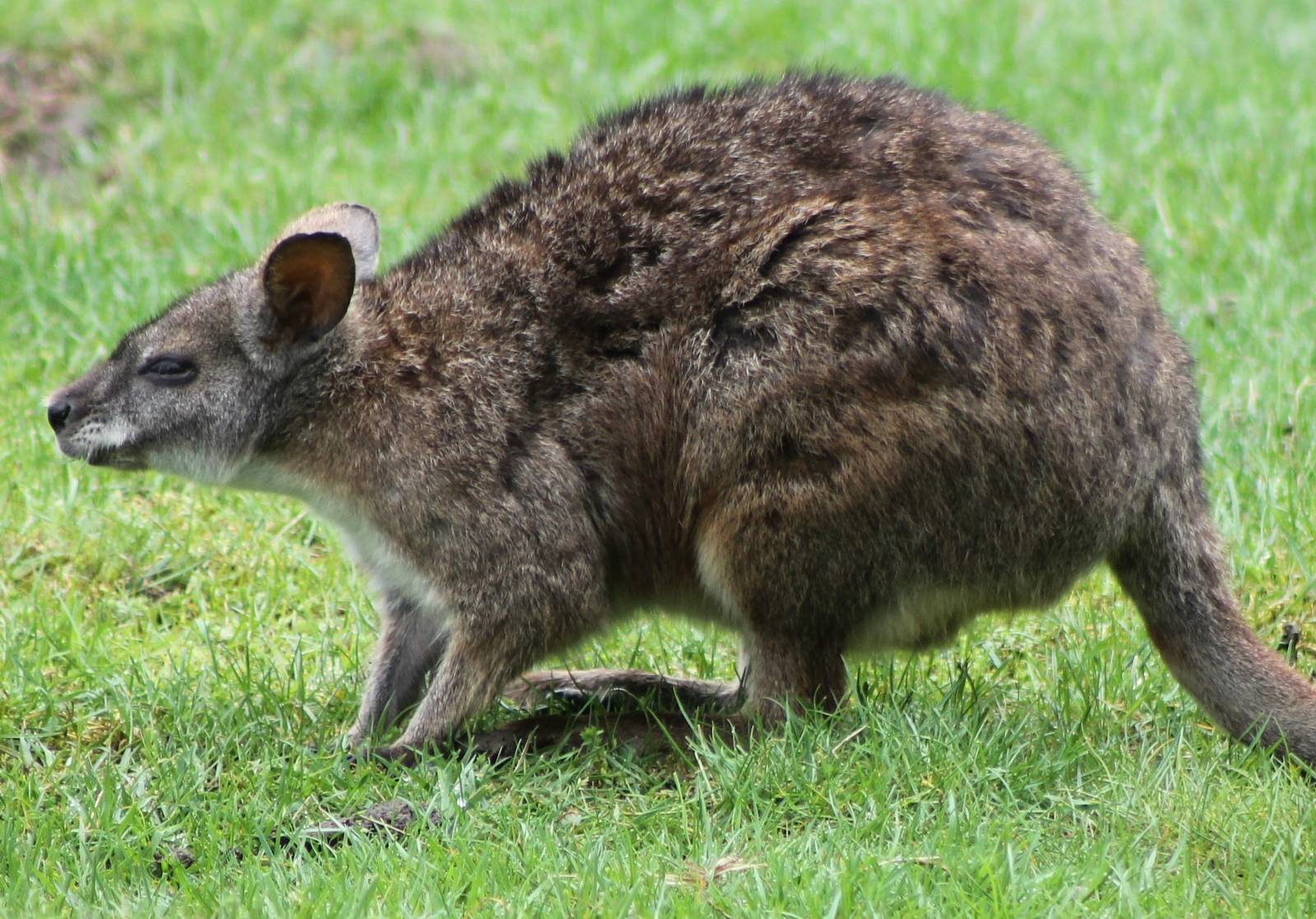 Parma wallaby