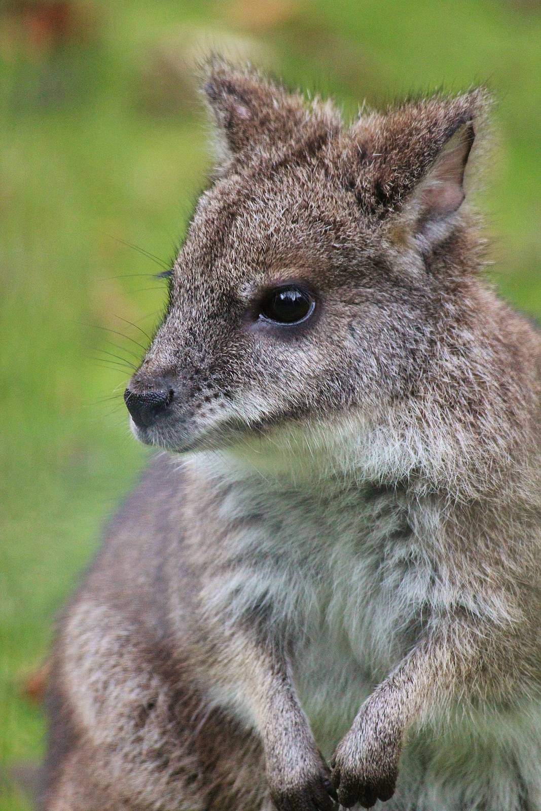 Parma Wallaby