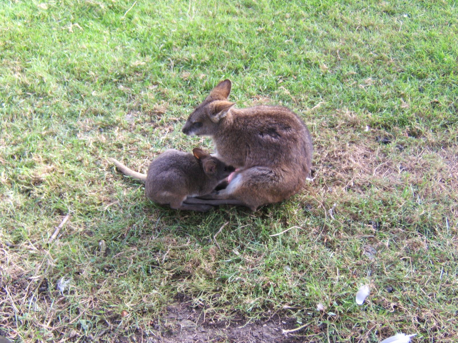Parma Wallaby