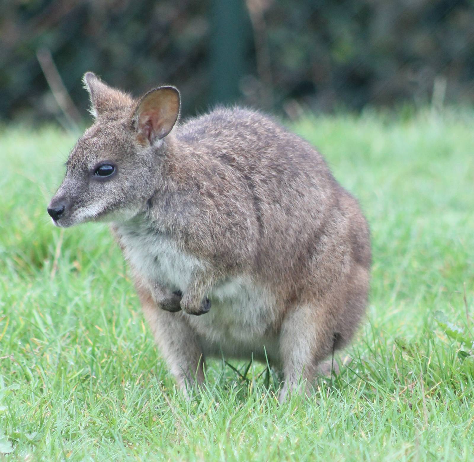 Parma wallaby