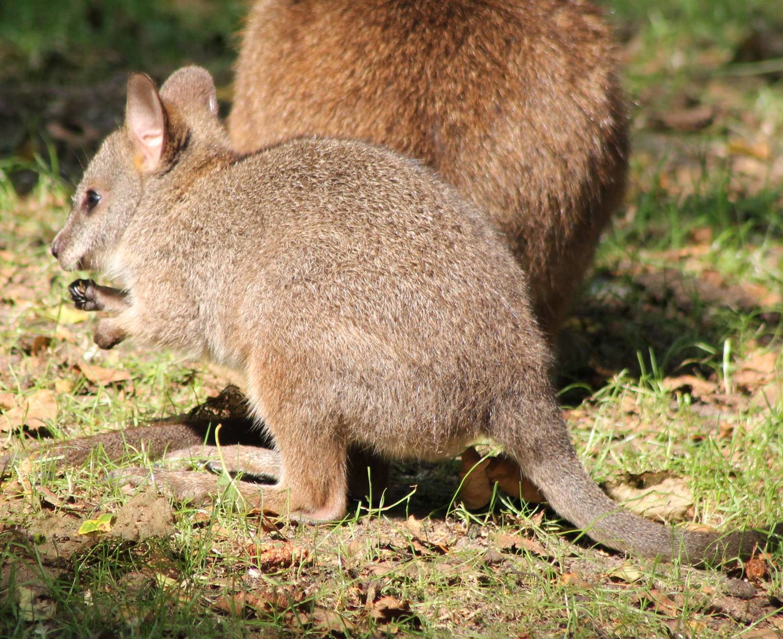 Parma wallaby