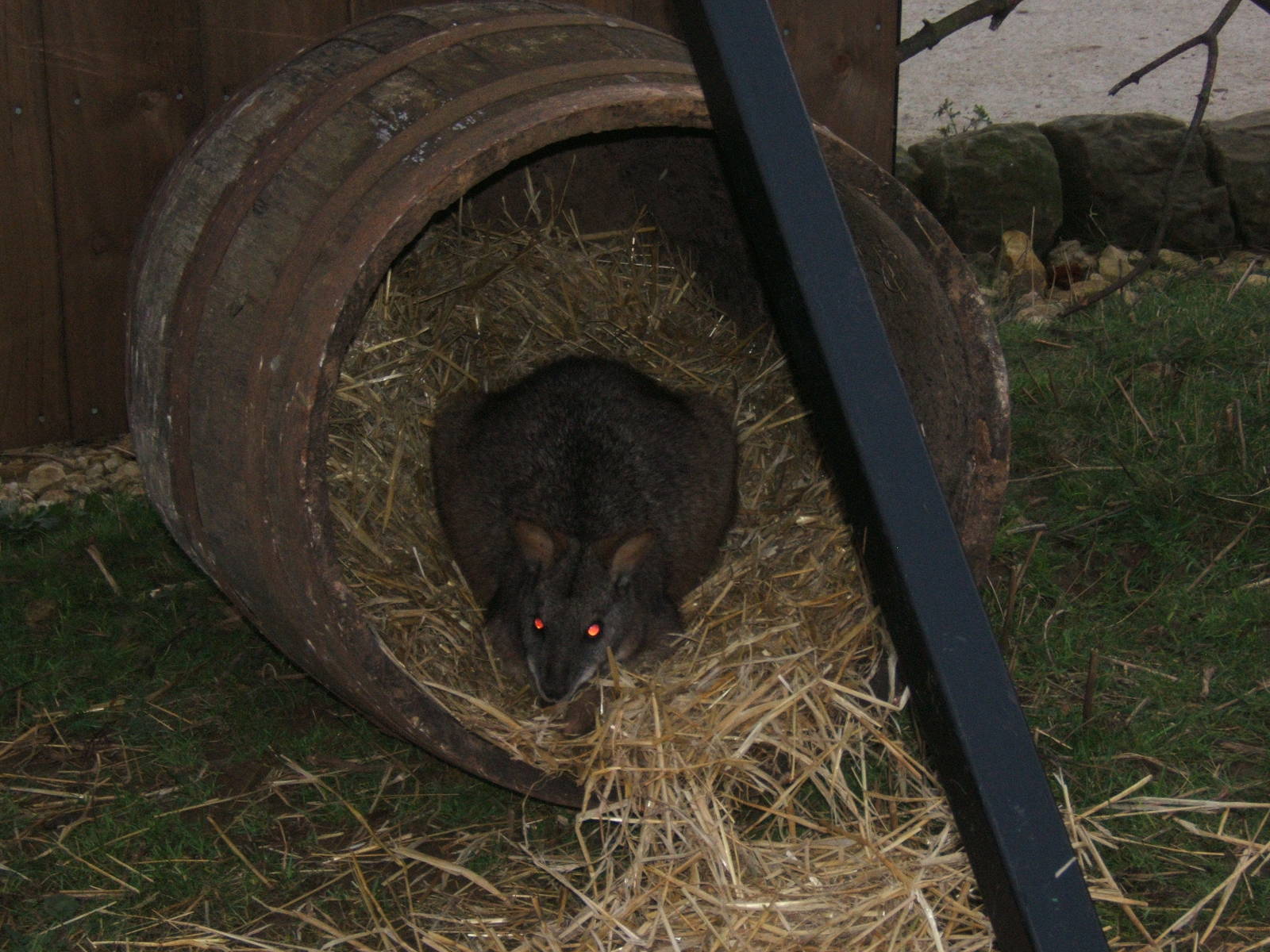 Parma Wallaby