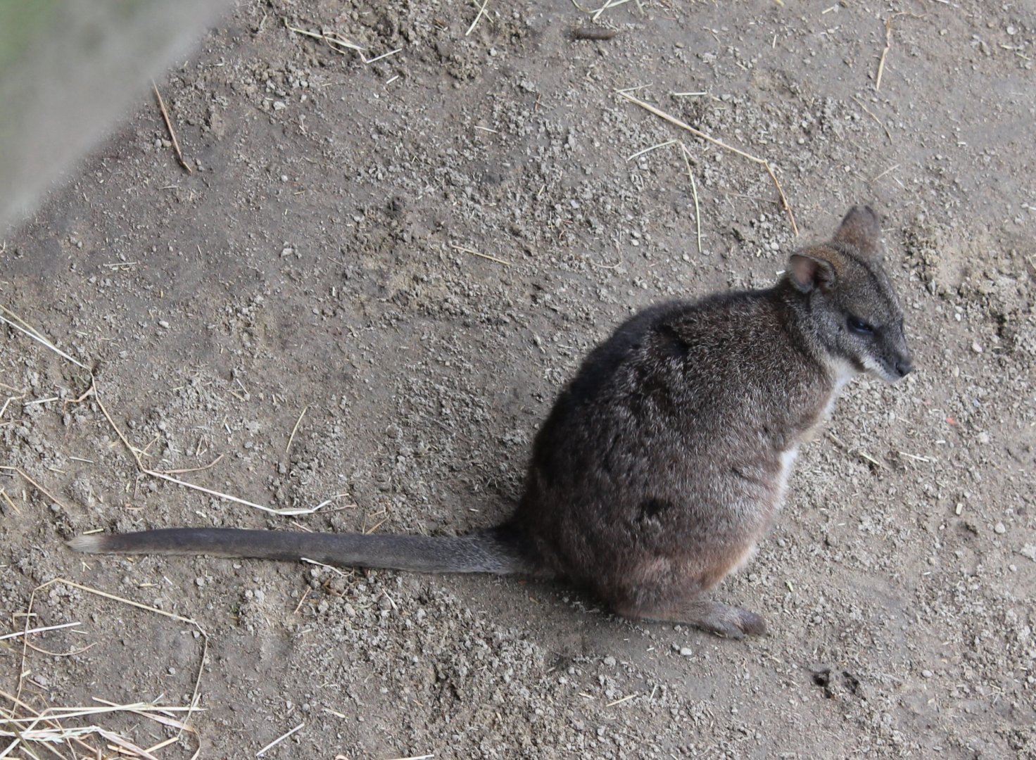 Parma wallaby