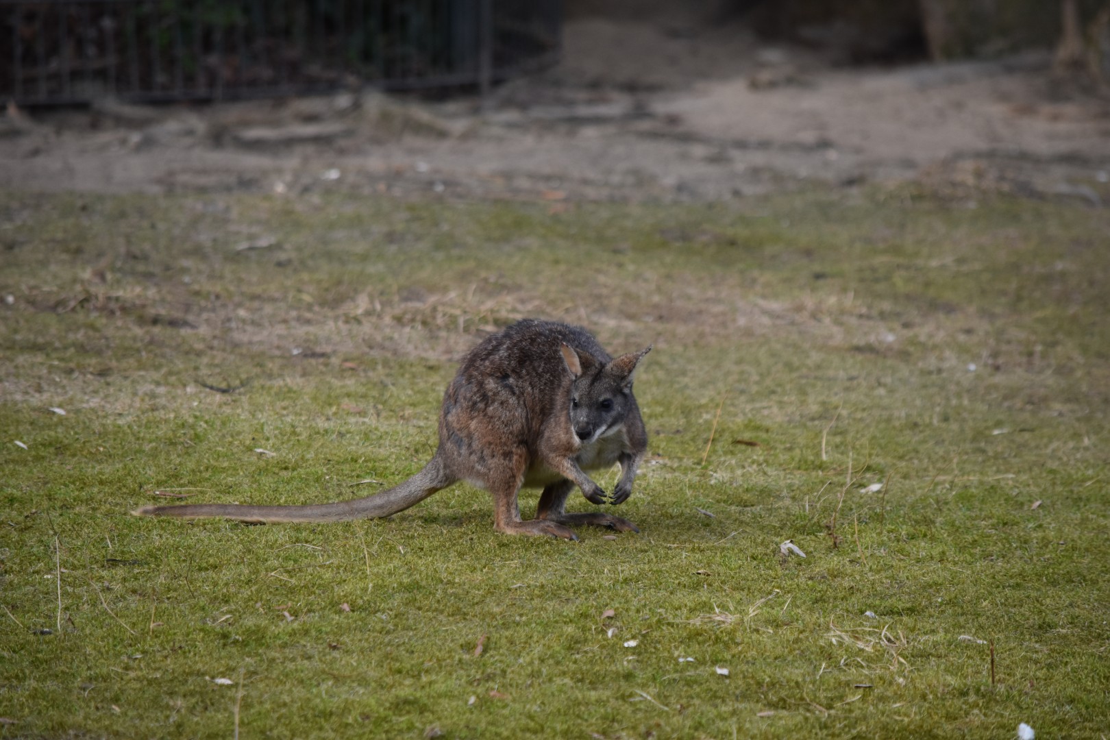 Parma wallaby
