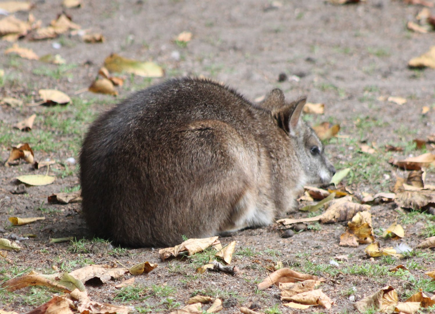 Parma wallaby