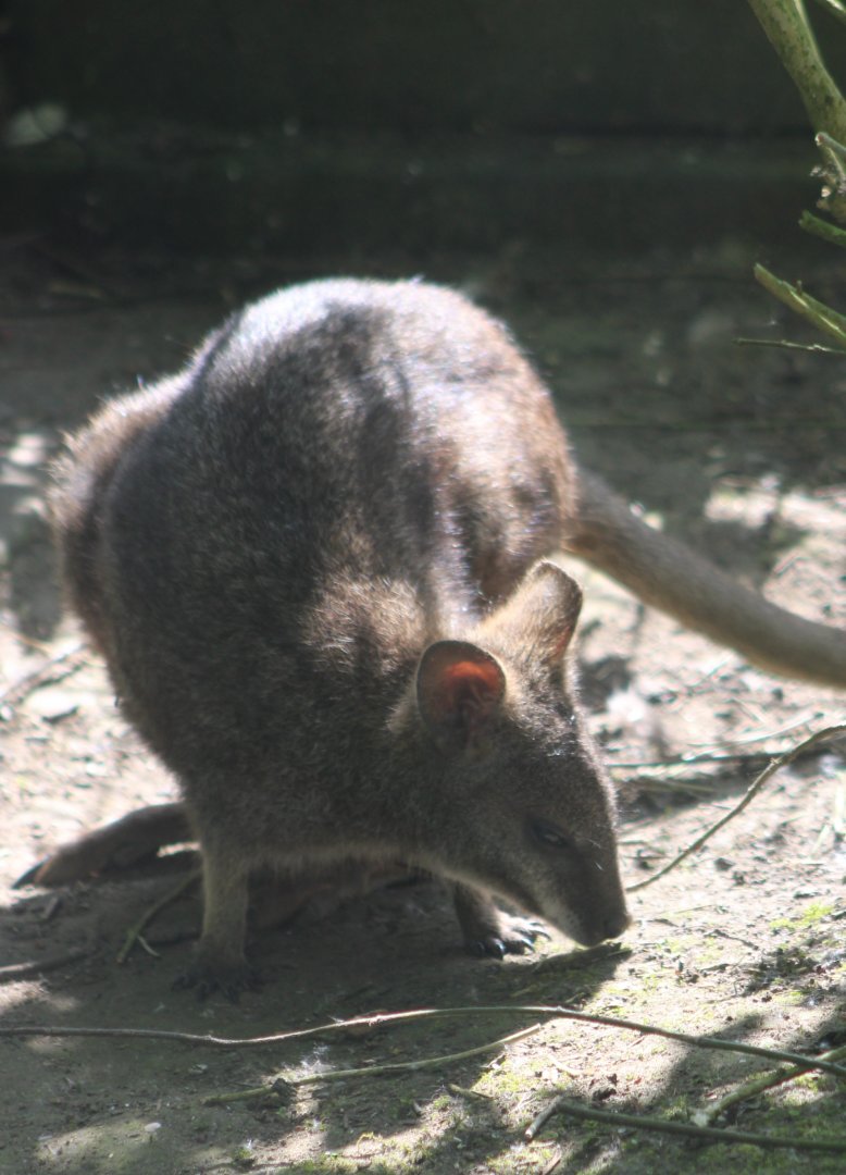 Parma wallaby