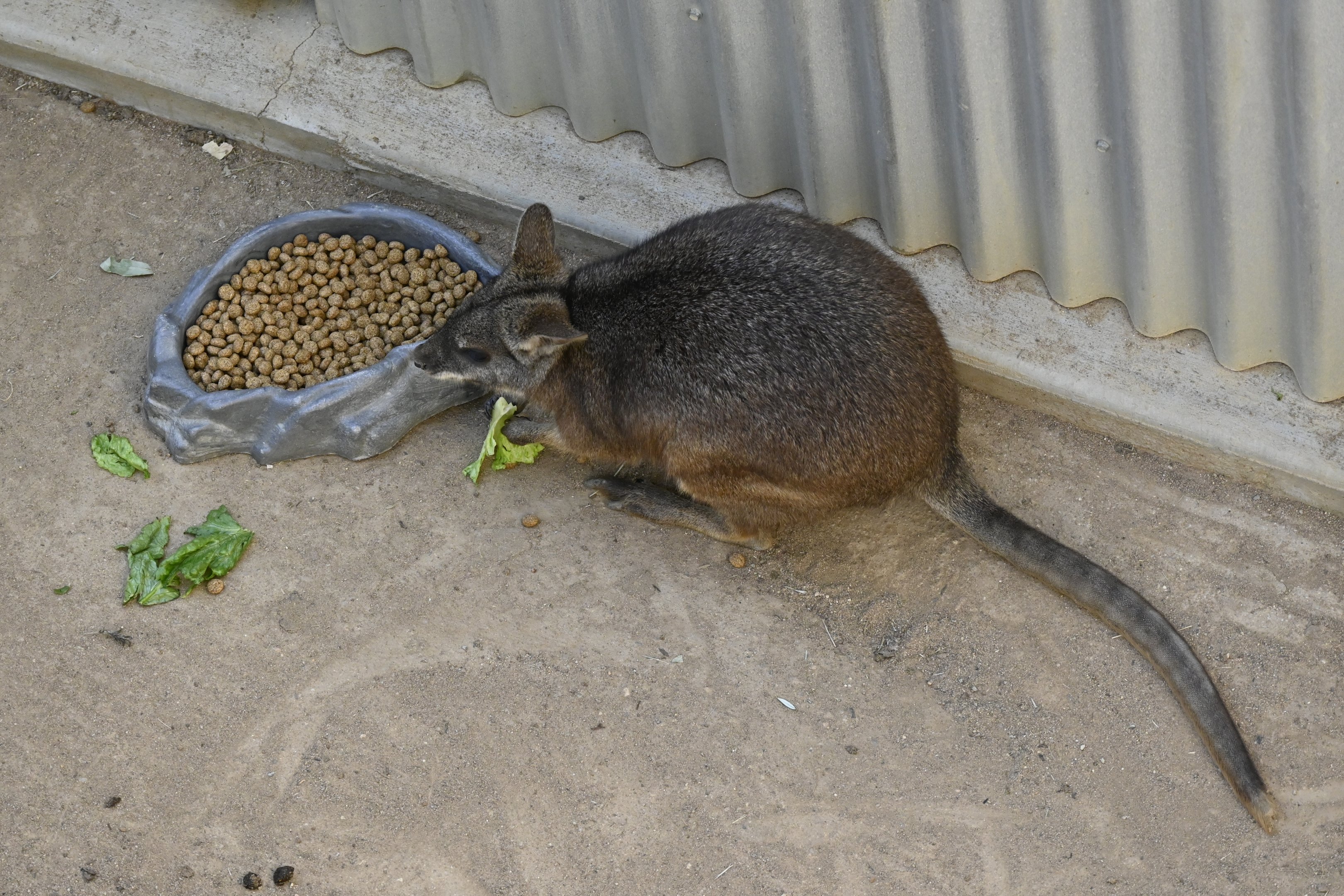 Parma Wallaby