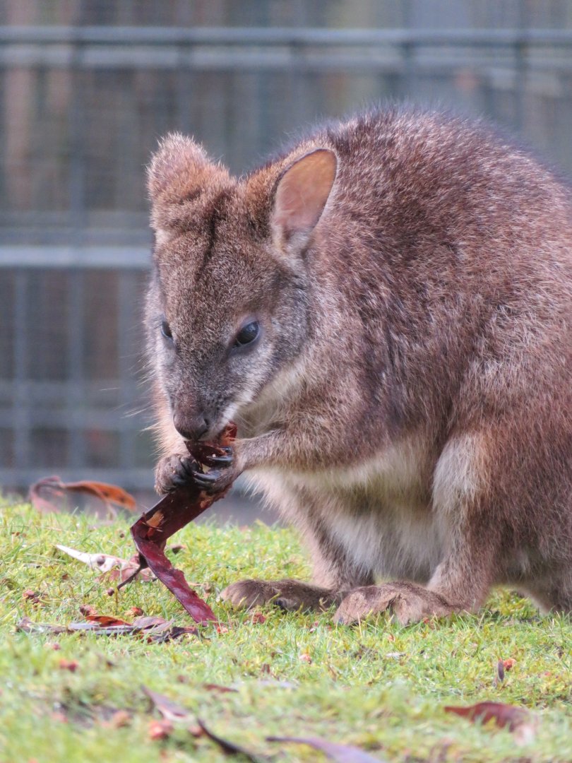 Parma wallaby