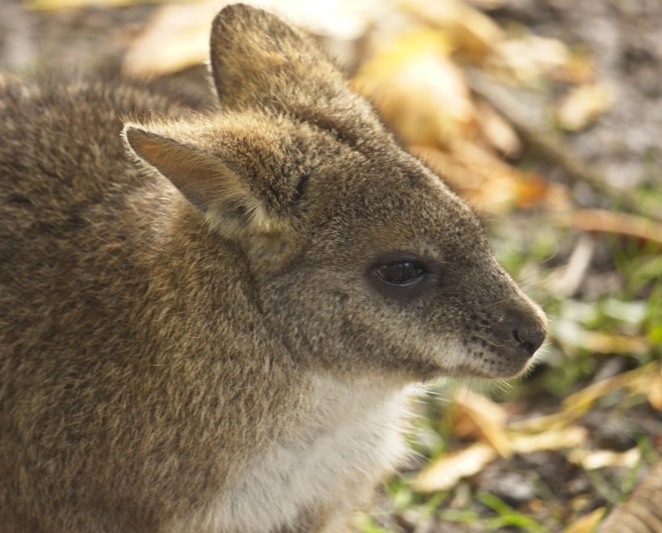 Parma Wallaby