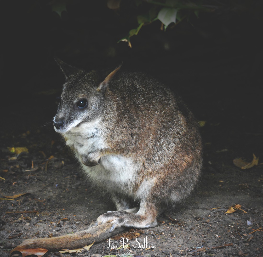 Parma Wallaby