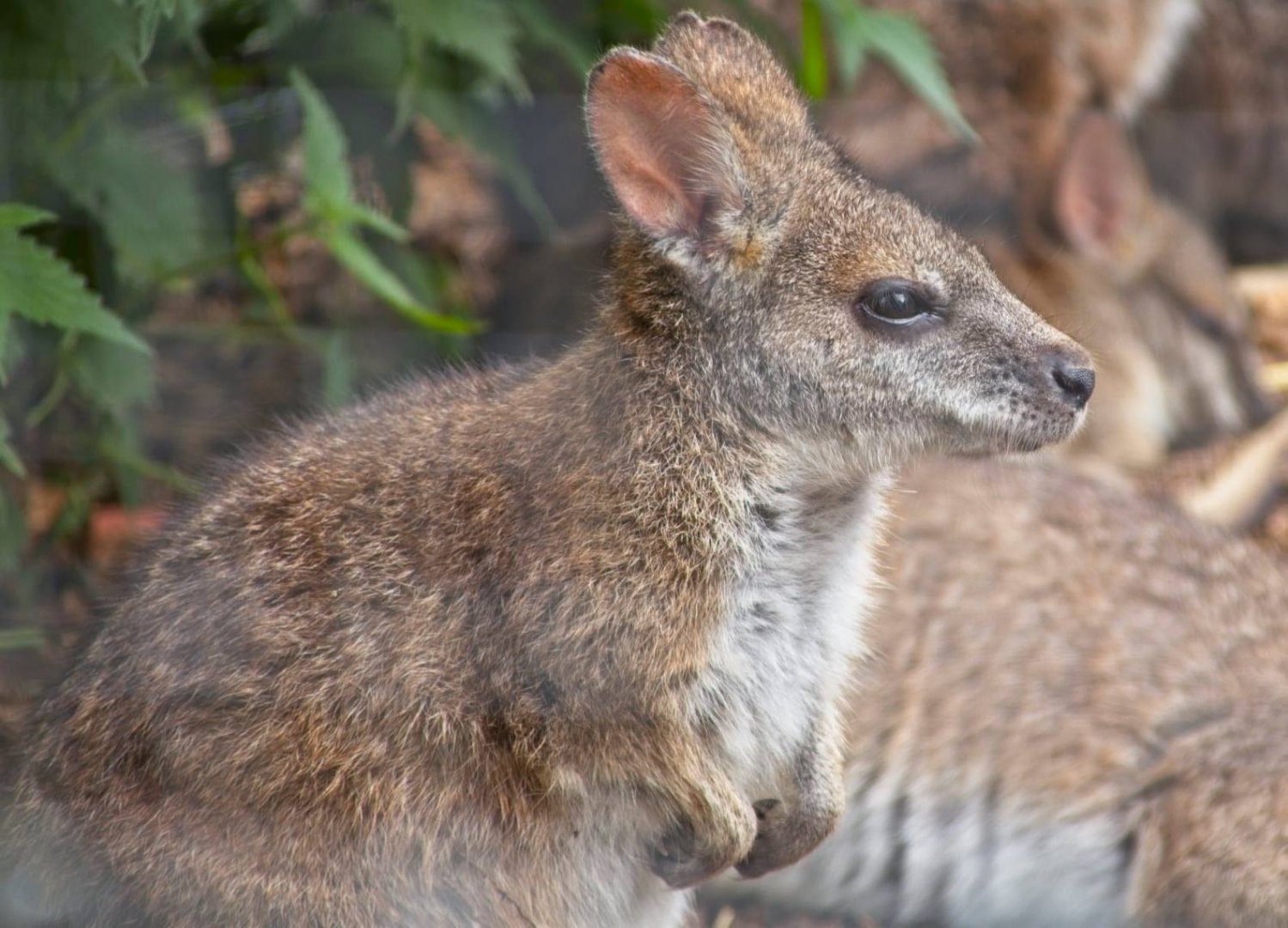 Parma Wallaby