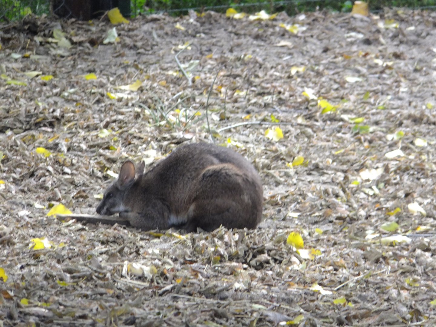 Parma wallaby