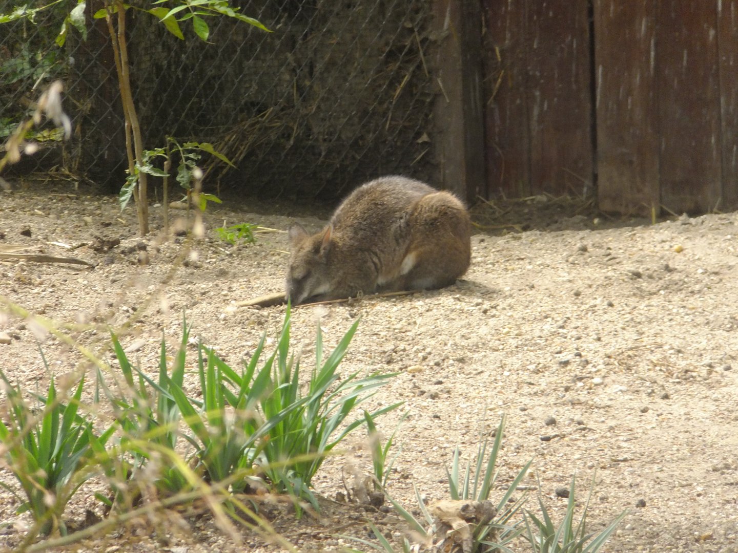 Parma wallaby