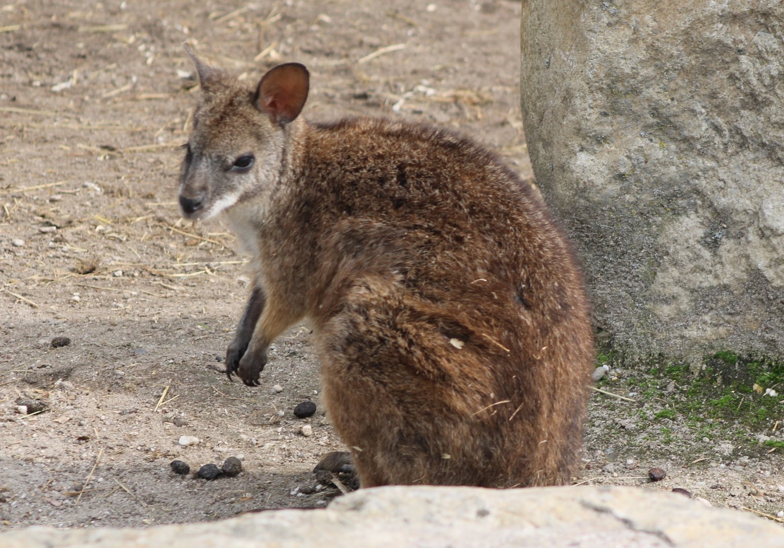 Parma wallaby