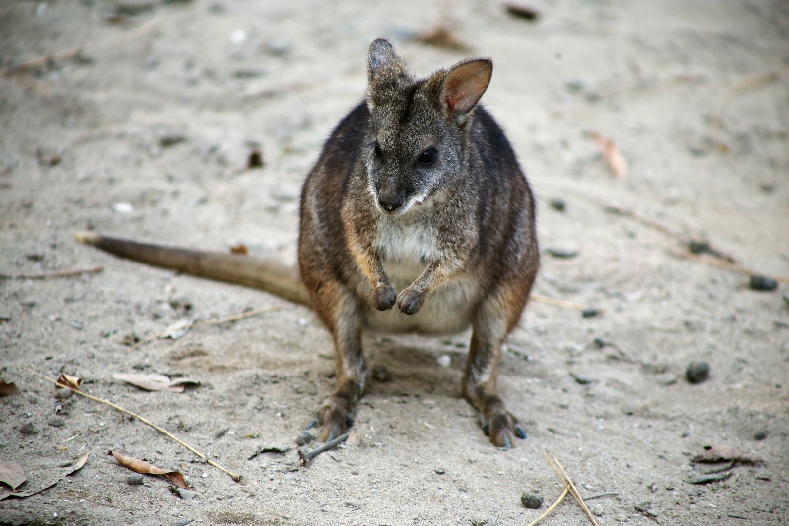Parma Wallaby
