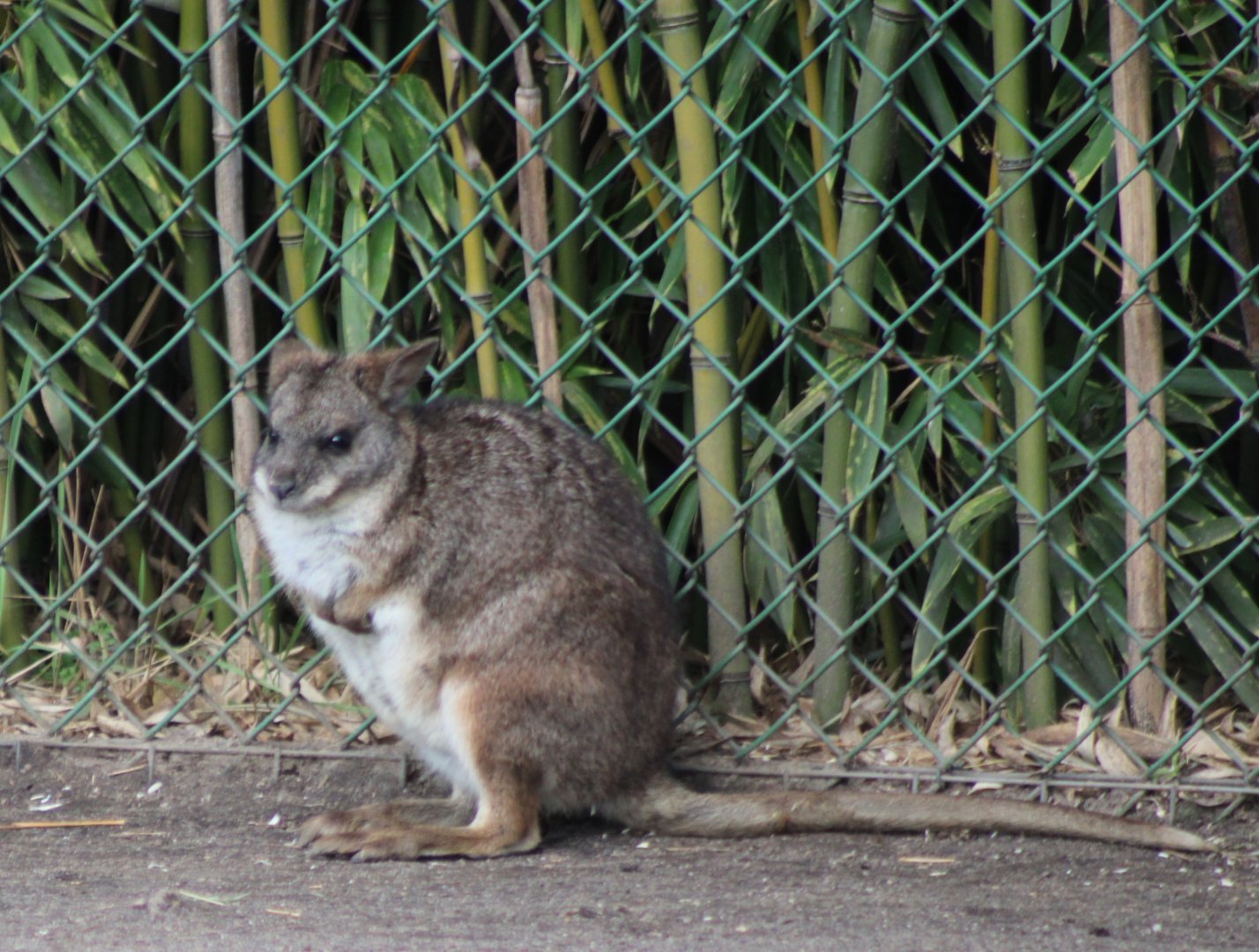 Parma wallaby