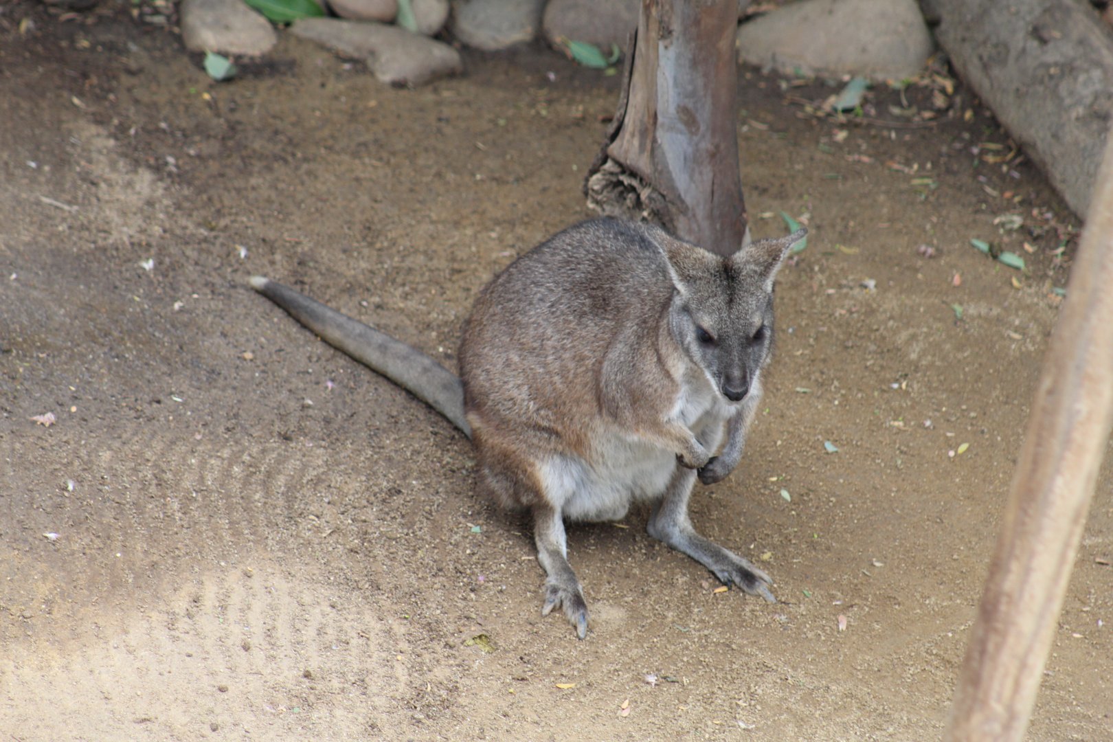 Parma Wallaby