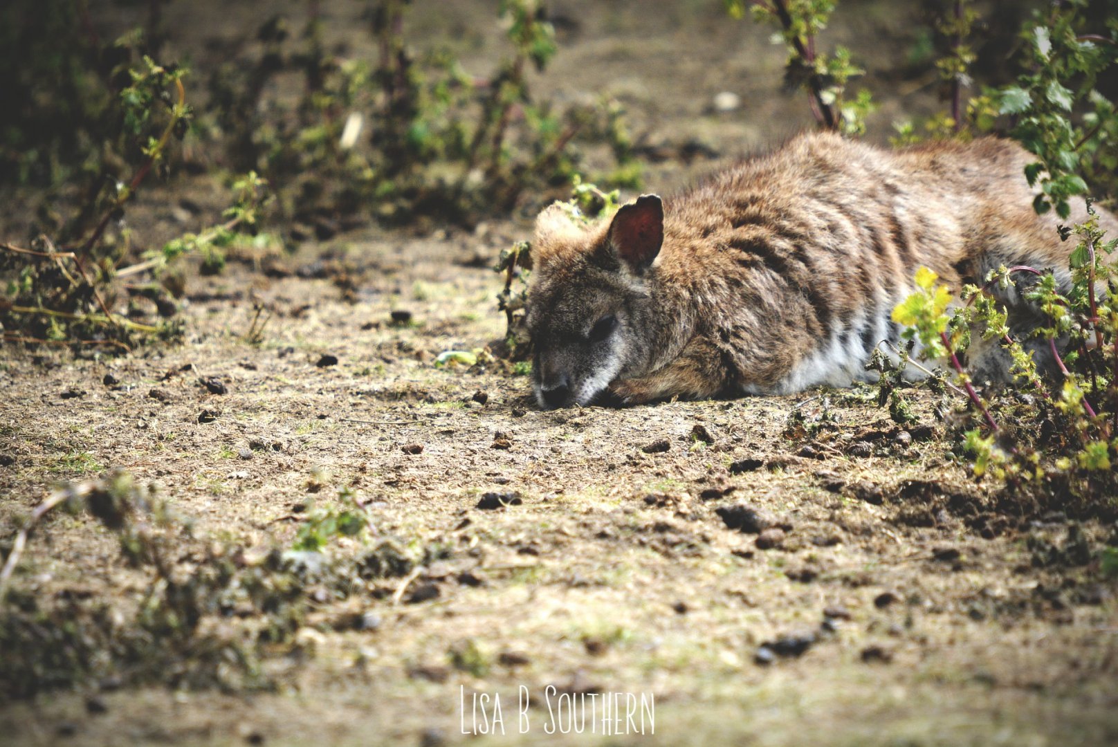 parma wallaby