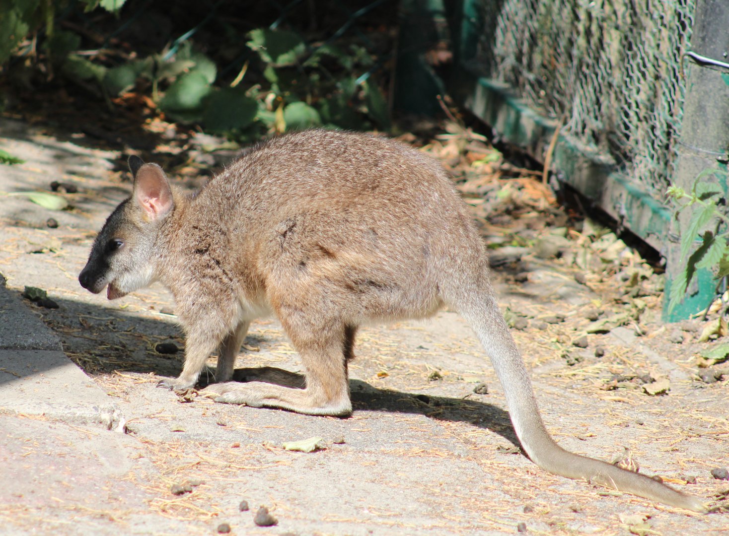 Parma wallaby