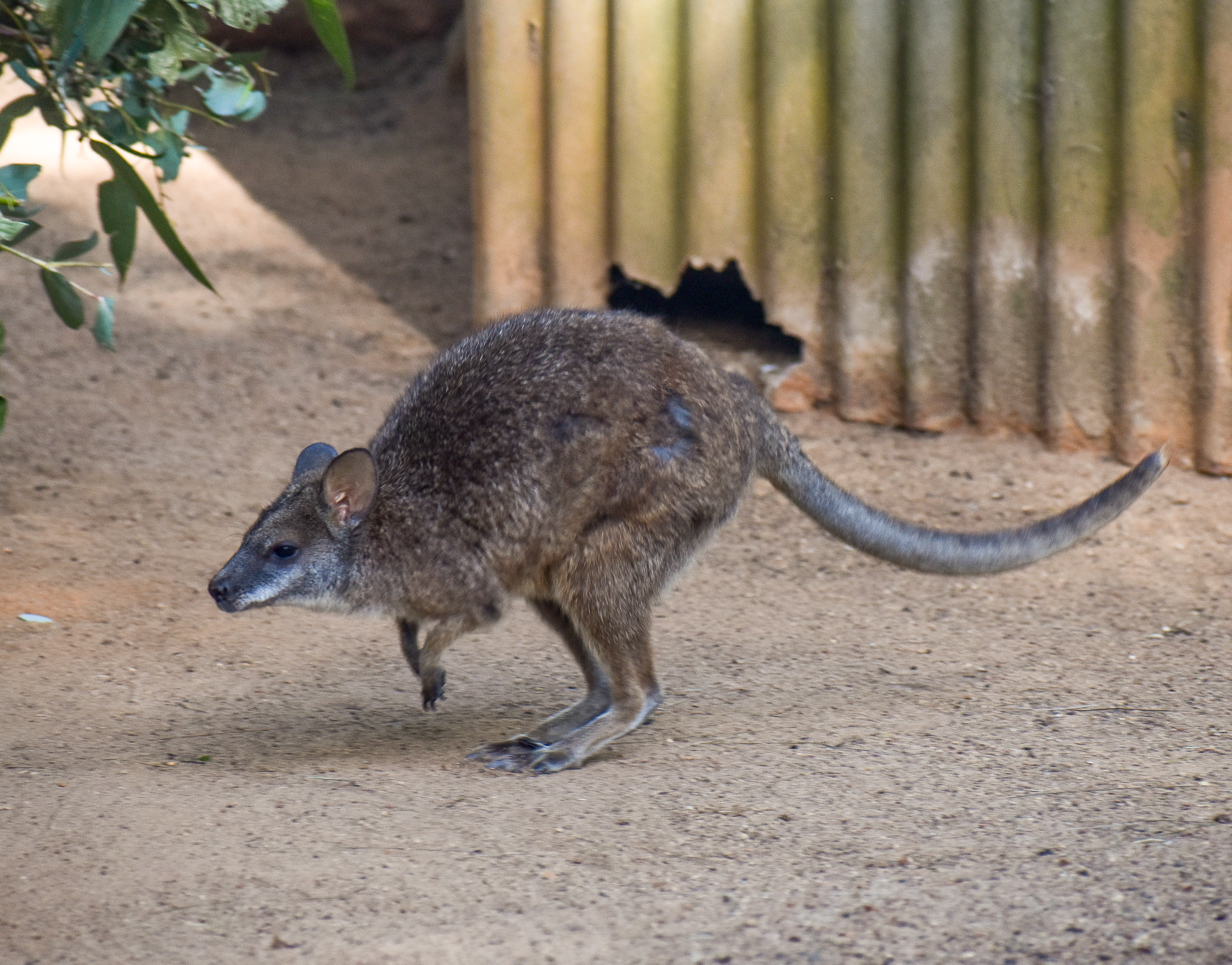 Parma Wallaby