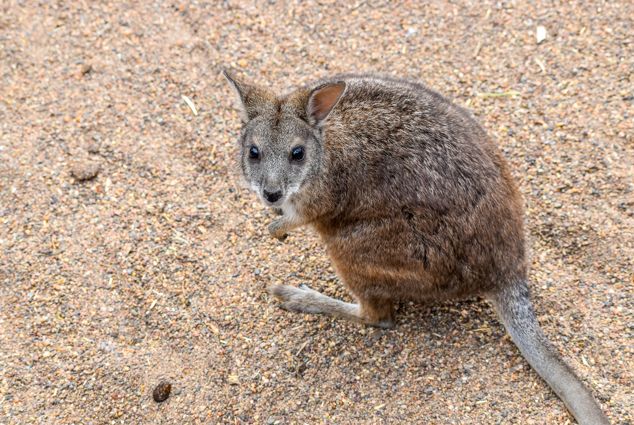 Parma Wallaby