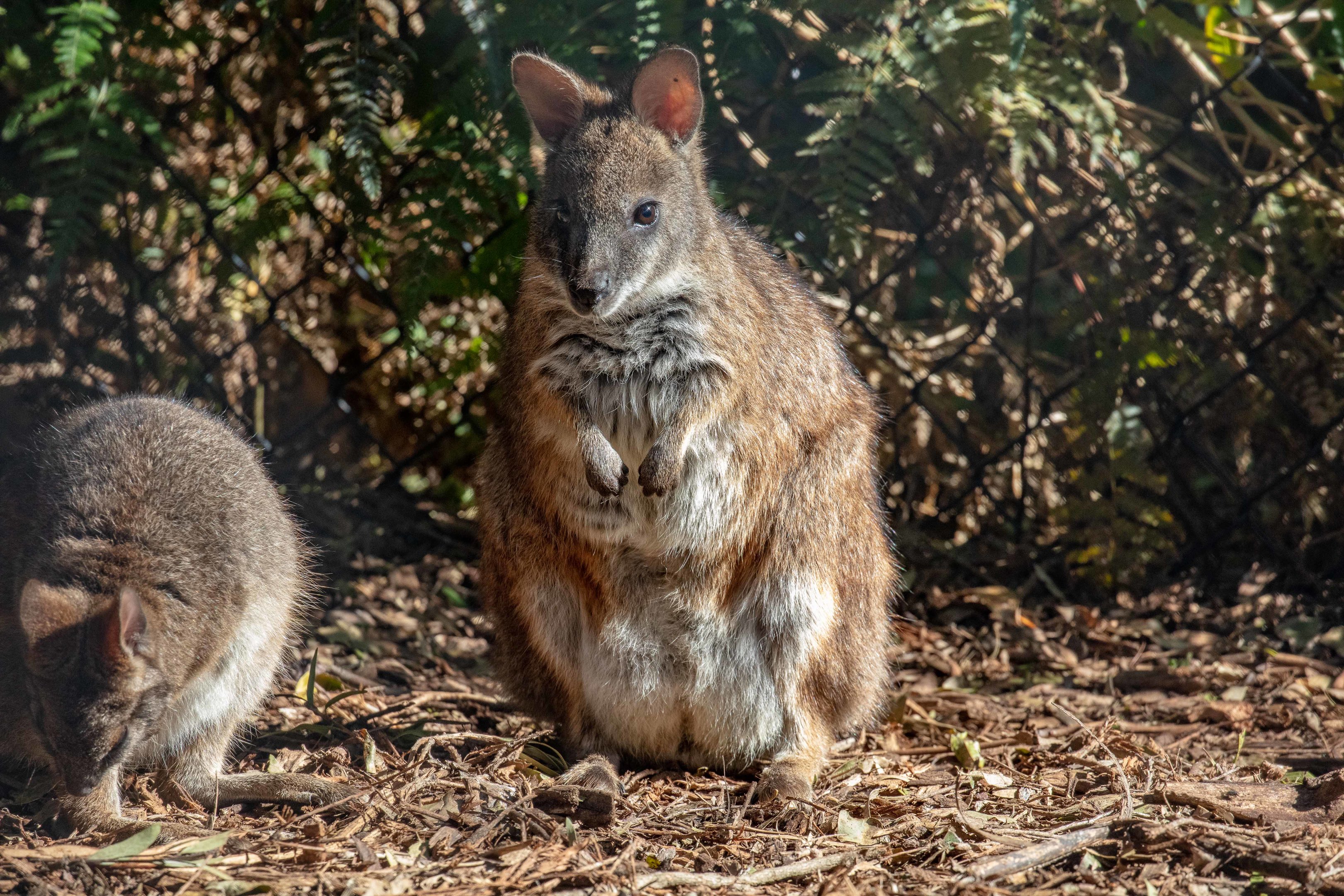 Parma Wallaby