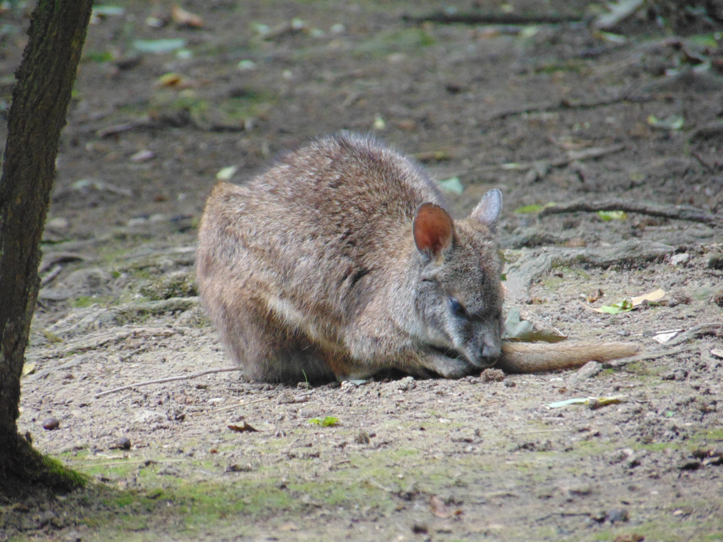 Parma Wallaby