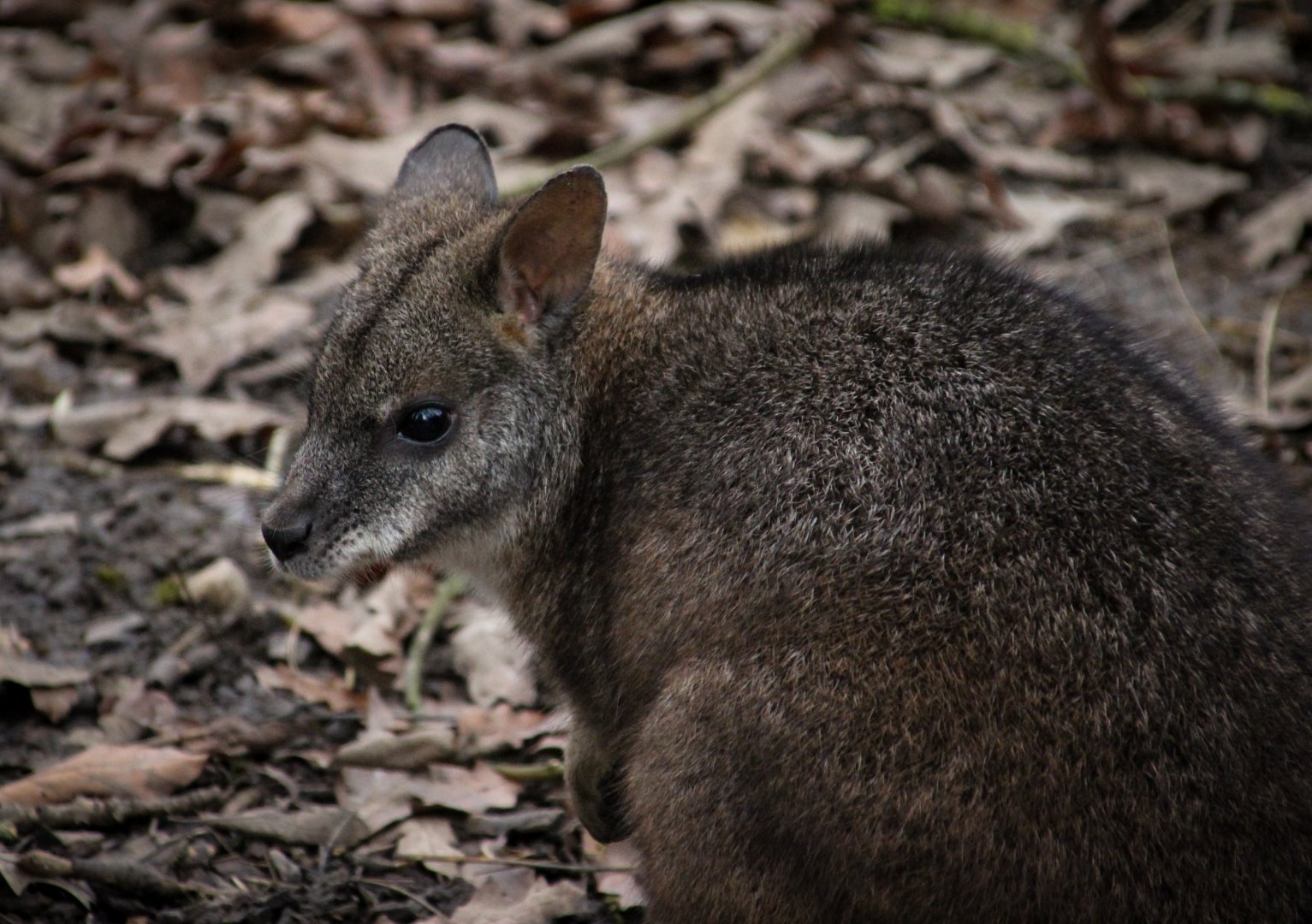 Parma Wallaby