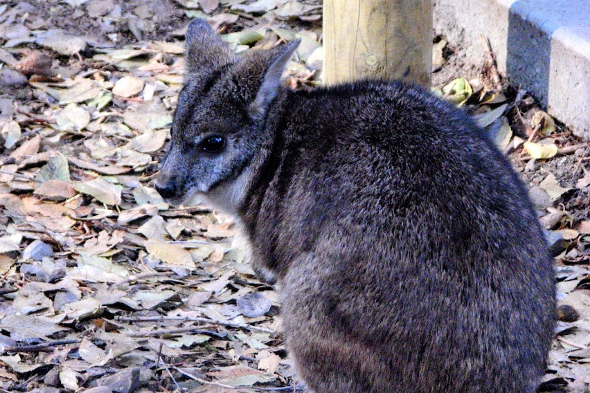 Parma Wallaby
