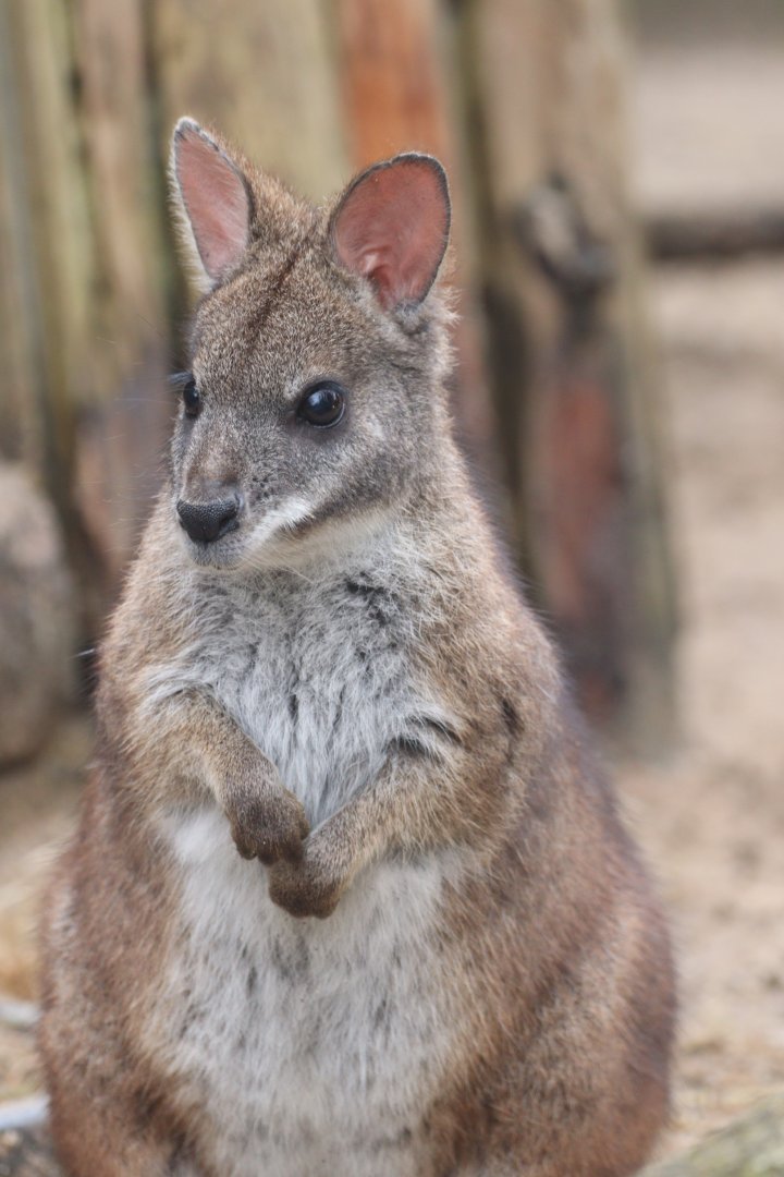 Parma Wallaby