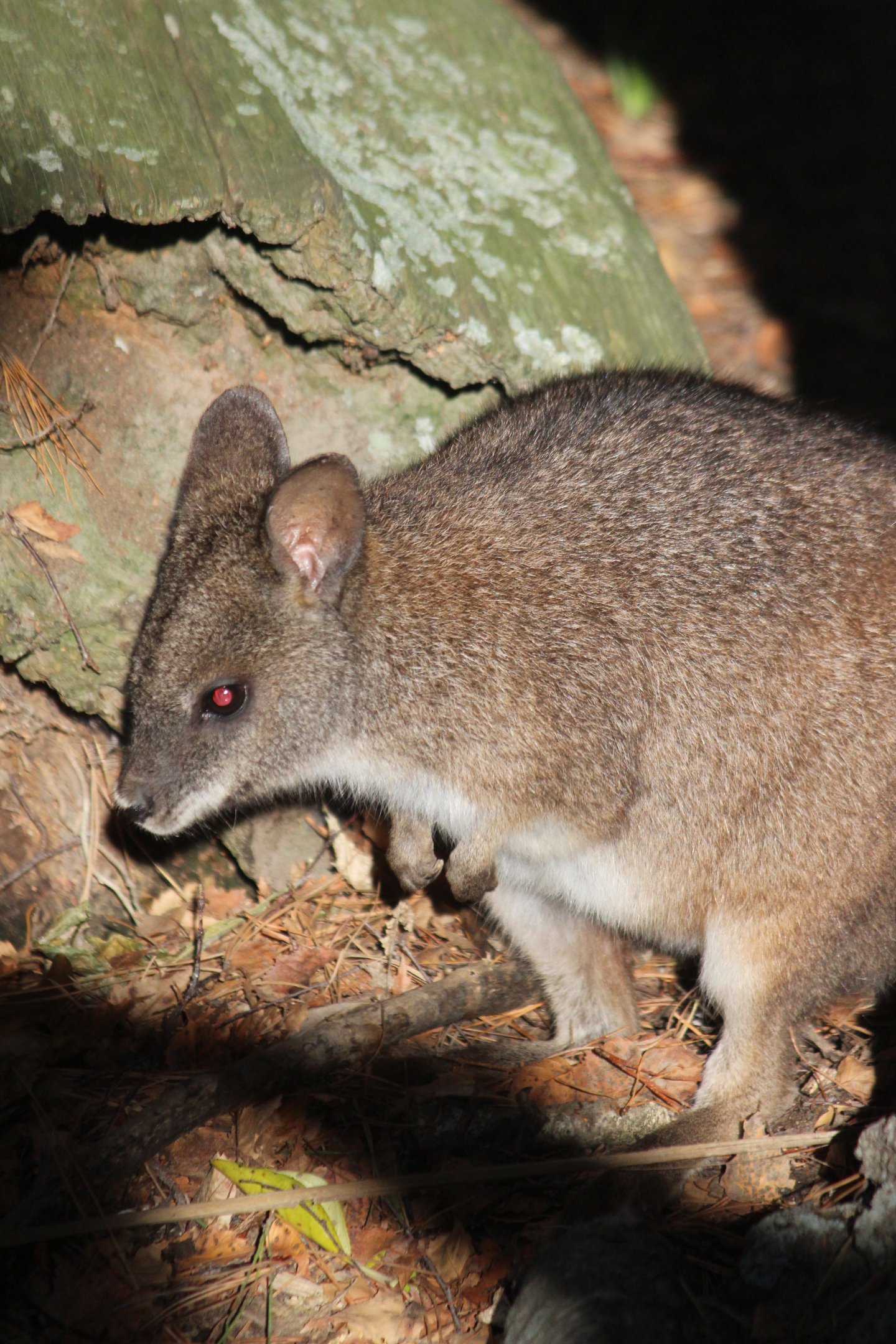 Parma Wallaby